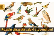 Rozwiń skrzydła z Moim Stypendium!