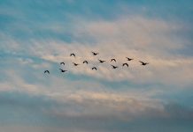 Informacja o zwiększonym ryzyku wystąpienia wysoce zjadliwej ptasiej grypy