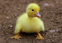 Ptasia grypa – Powiatowy Lekarz Weterynarii apeluje