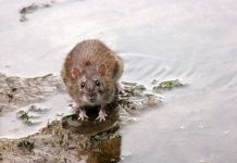 Trwa wiosenna deratyzacja