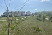 Dębowa aleja na Os. Bajkowym