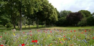 Tczew zachęca uczniów do zakładania kwietnych łąk