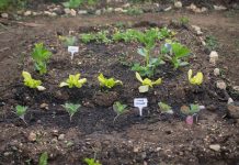 Miasto pomoże działkowcom w sfinansowaniu odbioru odpadów