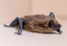 Nietoperze w mieście