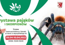 Wystawa pająków i skorpionów – CKiS zaprasza