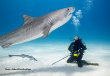 W pogoni za rekinami – spotkanie podróżnicze z Justyną Szumacher – 9 września