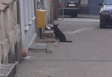 Pies porzucony na mrozie – interwencja Straży Miejskiej