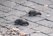 Deratyzacja – od 17 kwietnia