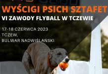 Flyball – zawody psich sztafet już w weekend