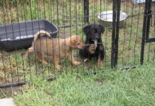 Radni uchwalili program opieki nad zwierzętami na 2025 r.