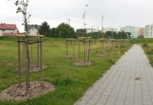 Zielony Tczew – zakończono wiosenne nasadzenia drzew
