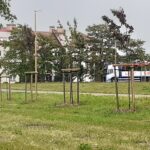 wisnie_Rokicka_Kociewska2