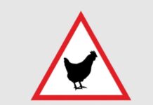 Zakaz handlu żywym drobiem i ptactwem ozdobnym na targowisku