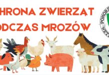 Ochrona zwierząt podczas mrozów