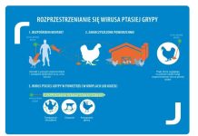 Zniesienie strefy zakażenia HPAI w powiecie tczewskim – nadal obowiązują ograniczenia